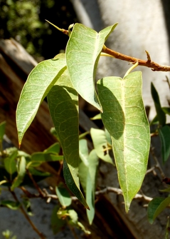 Ficus salicifolia leaves