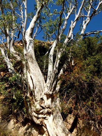 Ficus salicifolia, wondering about the wonderboom