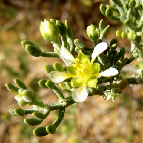 Zygophyllum microcarpum stages of flowering