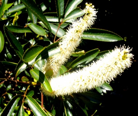 Cunonia capensis creamy blooms