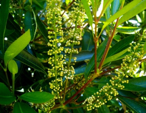 Cunonia capensis buds
