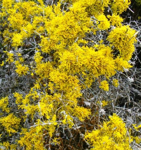 Lichen with many branches