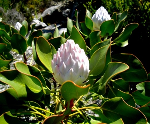 Protea cynaroides budding