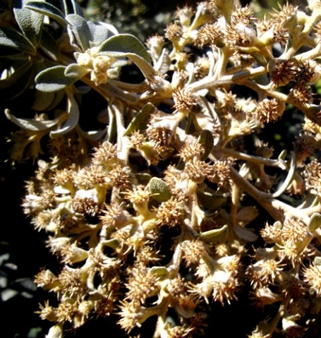 Tarchonanthus littoralis spiky florets