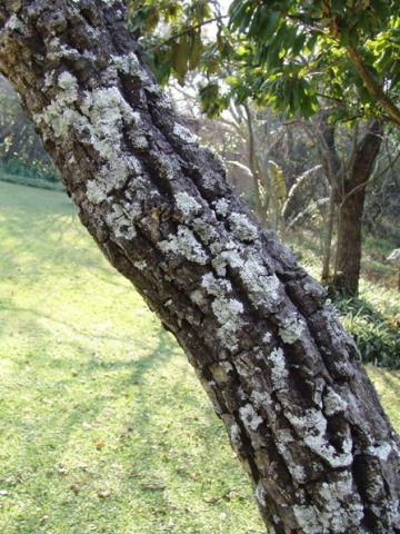 Lichen on a kiepersol stem