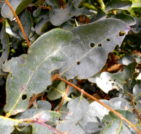 Combretum vendae leaves