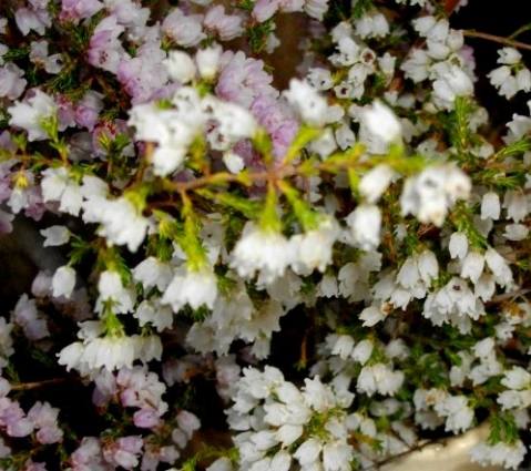 Erica quadrangularis small flowers, smaller leaves