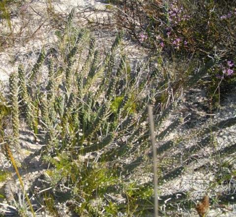 Euphorbia caput-medusae stems individually from the sand