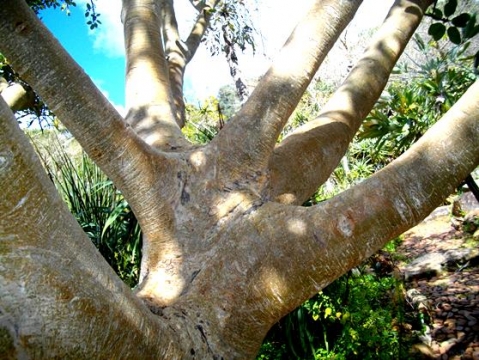 Ficus glumosa stems
