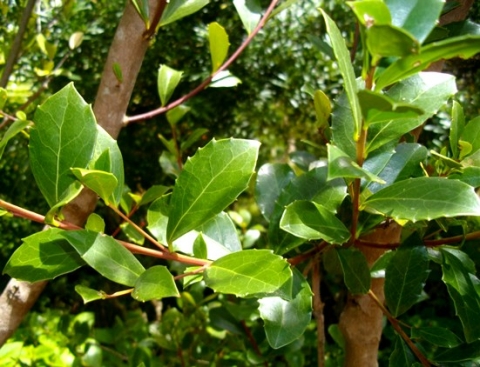 Maytenus procumbens leaves