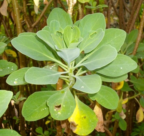 Othonna triplinervia leafy stem tip