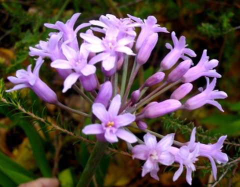 Tulbaghia simmleri flower umbel