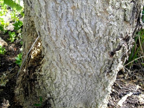 Vachellia sieberiana var. woodii old bark