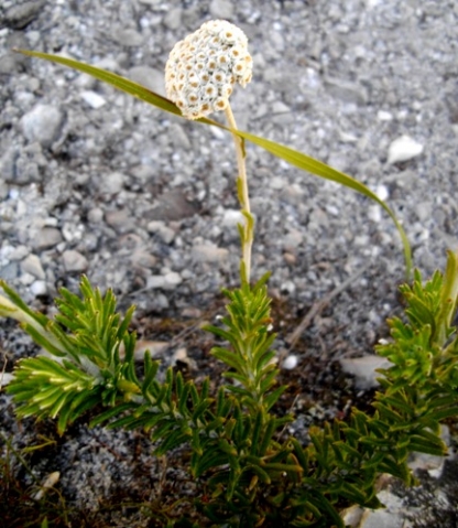 Anaxeton asperum subsp. asperum inflorescence