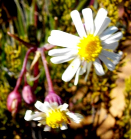 Crassothonna alba flowerheads