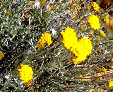 Helichrysum moeserianum flowering