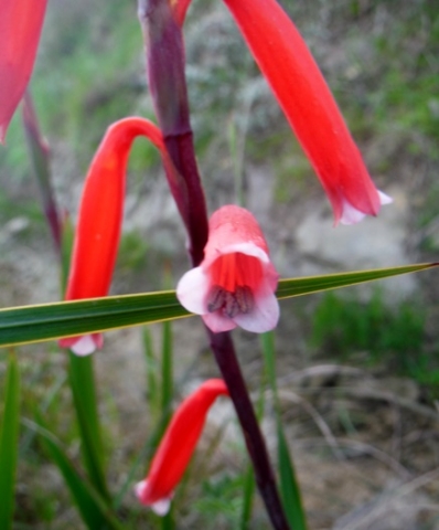 Watsonia aletroides, inside the flower