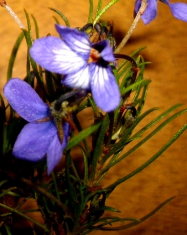 Viola decumbens two-tone flowers