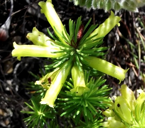 Erica viscaria subsp. macrosepala 