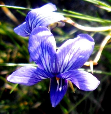 Viola decumbens flower