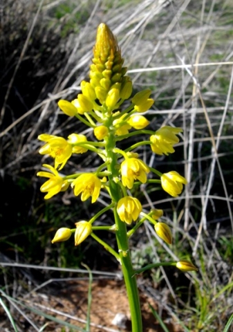 Bulbine abyssinica inflorescence