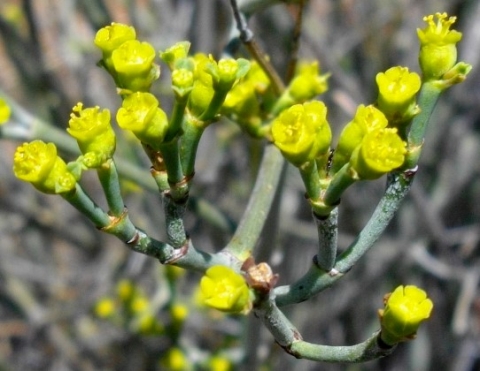 Euphorbia arceuthobioides flowering yellow