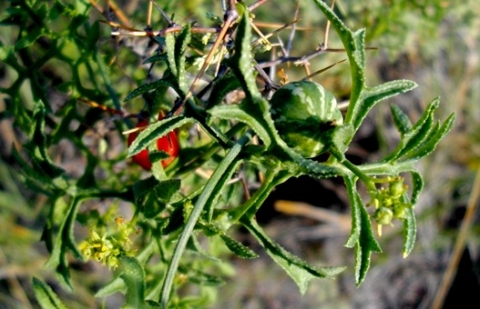 Kedrostis africana flowers and leaves