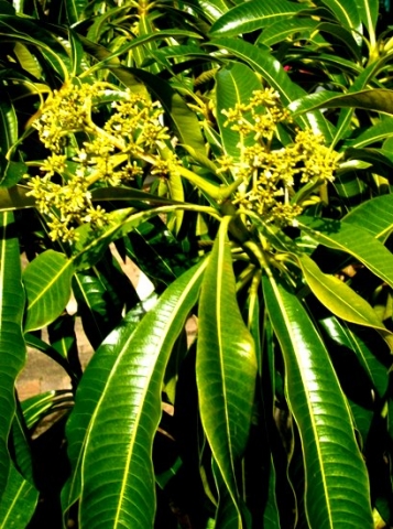 Rauvolfia caffra branched inflorescence