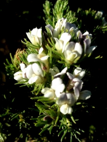 Aspalathus forbesii flowers