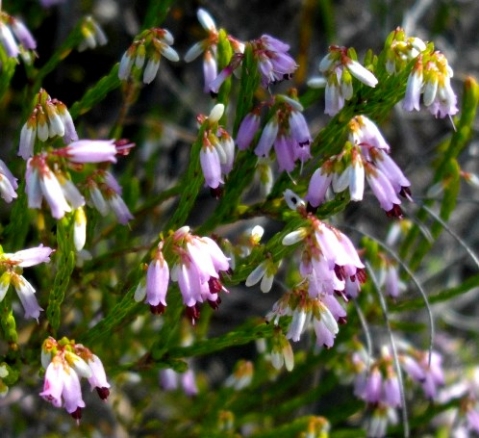 Erica equisetifolia