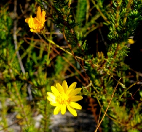 Leysera gnaphalodes flowerheads