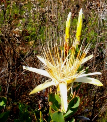 Protea aurea subsp. aurea, the long and the white and the old