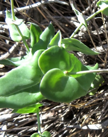 Othonna perfoliata, over-eager heart