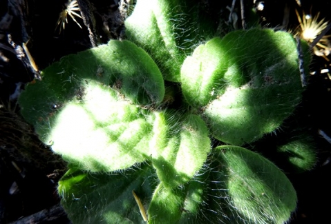 Pelargonium curviandrum leaves