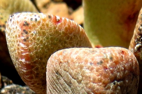Pleiospilos compactus subsp. canus stem-tips