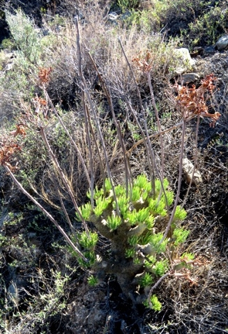 Tylecodon cacalioides mature plant