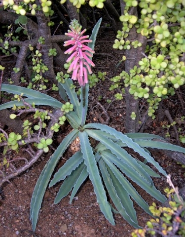 Veltheimia capensis inflorescence