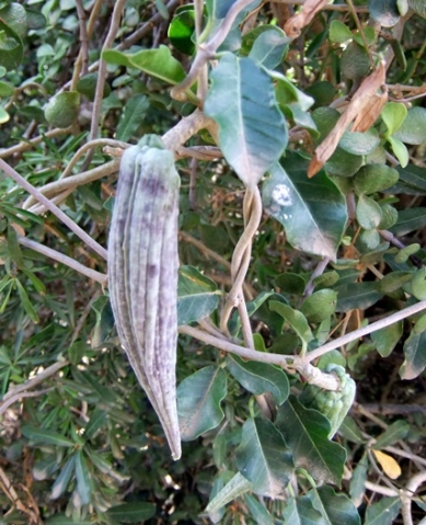 Cynanchum ellipticum fruit