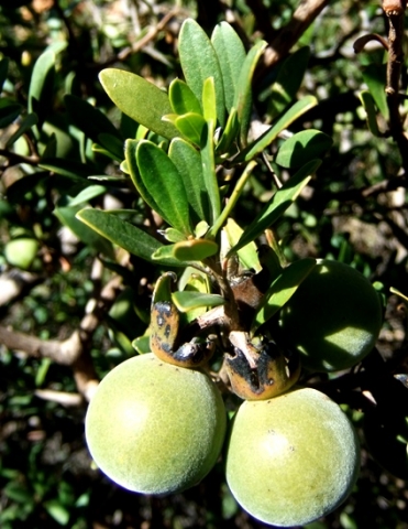 Diospyros dichrophylla fruit