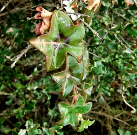 Pelargonium peltatum wet leaves