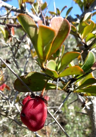 Putterlickia pyracantha fruit