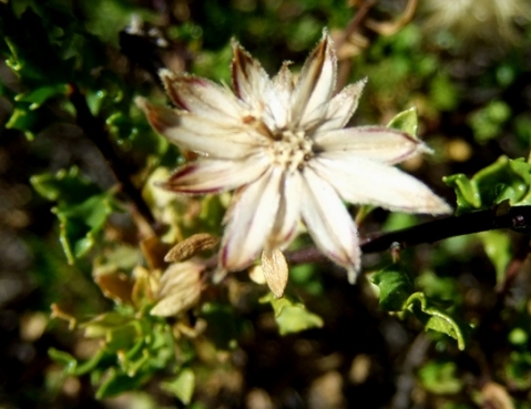 Pegolettia baccaridifolia last flowerhead revelations
