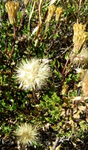 Pegolettia baccaridifolia fluffy flowerheads