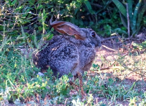 Scrub hare, wide-eyed
