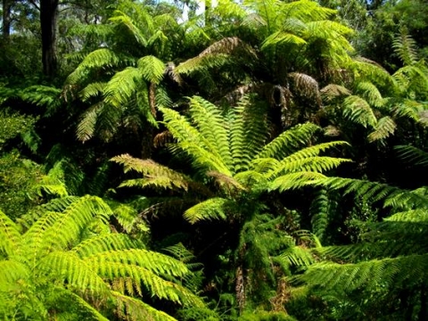 Sphaeropteris cooperi, Australian tree ferns at home