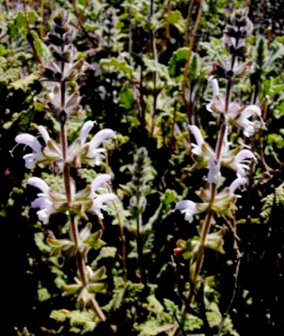 Photos of South African Plants - Category: Salvia - Image: Salvia disermas