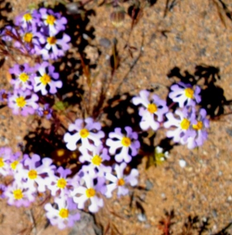 Zaluzianskya violacea flowers