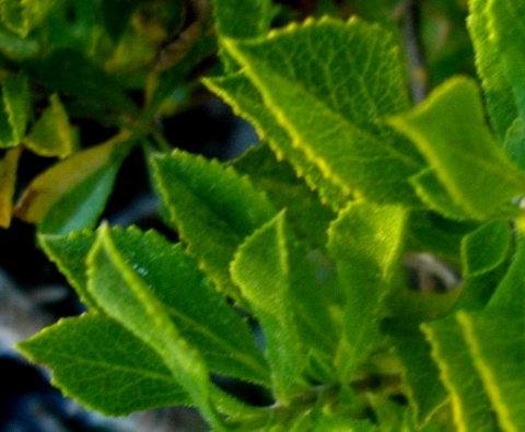 Salvia aurita leaves