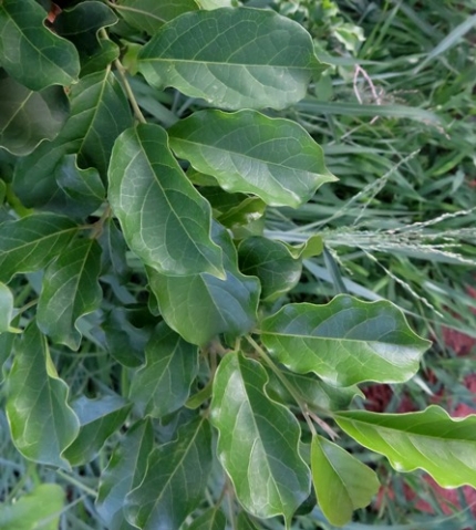 Combretum apiculatum subsp. apiculatum leaves