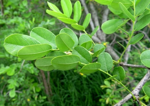 Dalbergia melanoxylon leaf colour and texture